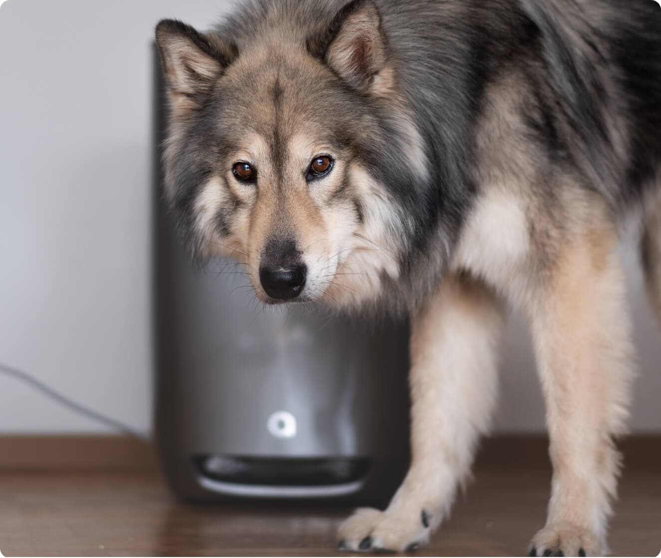 Warum riechen Hunde überhaupt?